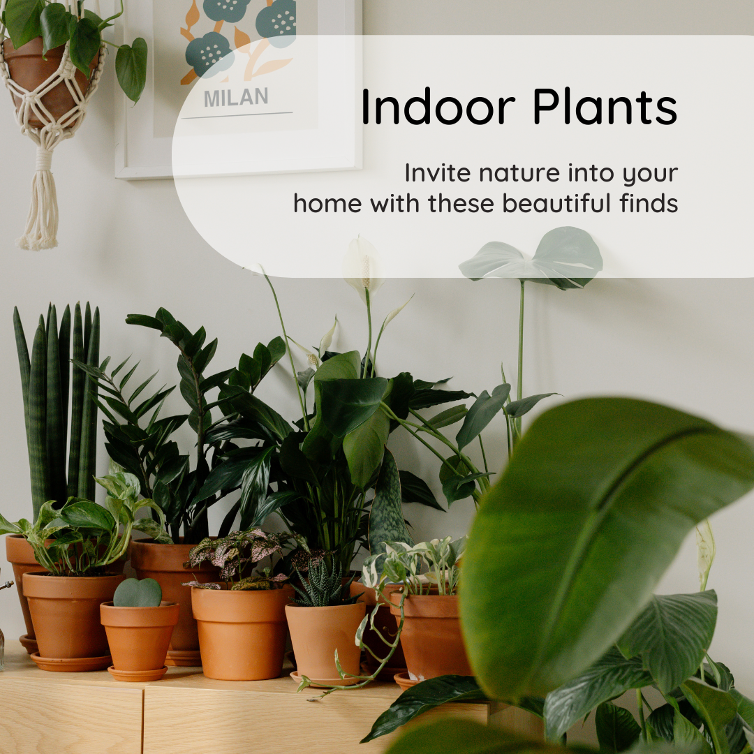 Indoor Plants